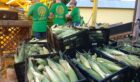 Fresh From the Field Sweet Corn